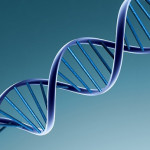 Do Genes Affect Culture?