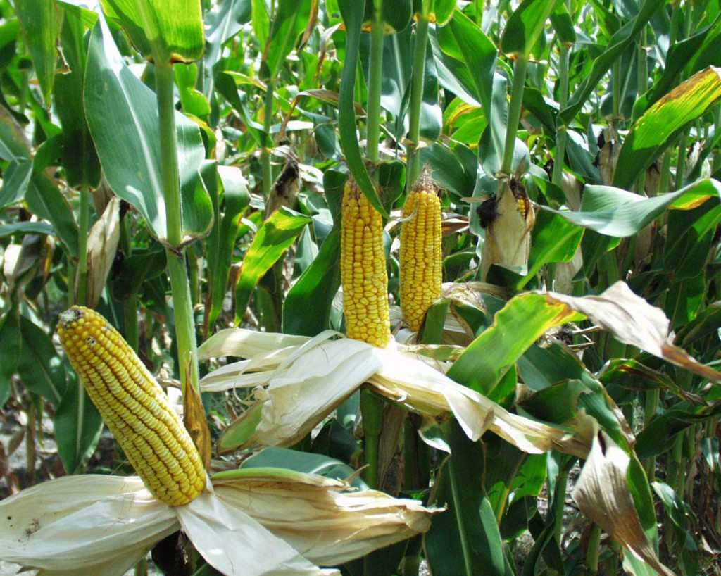 Modified Corn Faith & Heritage